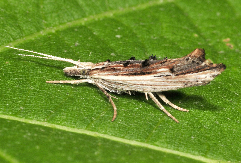 Ypsolophidae - Ypsolopha scabrella